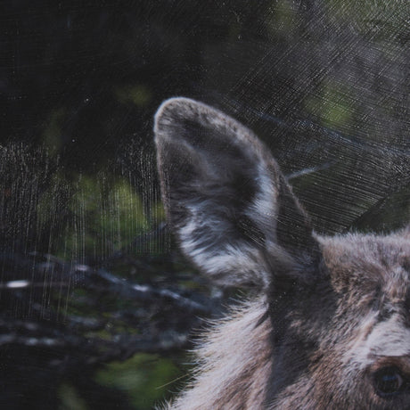Cautious Gaze by Chad Mackay a Hand Embellished Framed Photo Art Print Matted under Glass by Mercana at Eve Furniture