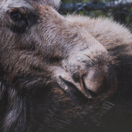 Cautious Gaze by Chad Mackay a Hand Embellished Framed Photo Art Print Matted under Glass by Mercana at Eve Furniture
