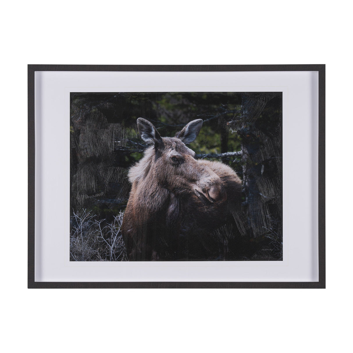 Cautious Gaze by Chad Mackay a Hand Embellished Framed Photo Art Print Matted under Glass by Mercana at Eve Furniture