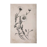 Chamomile Drawing I by Mercana Studio a Hand Embellished Textured Canvas by Mercana at Eve Furniture