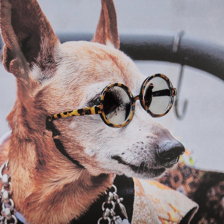 Clever Canines by Mercana Studio a Hand Embellished Textured Framed Photo Art Print Matted under Gla by Mercana at Eve Furniture