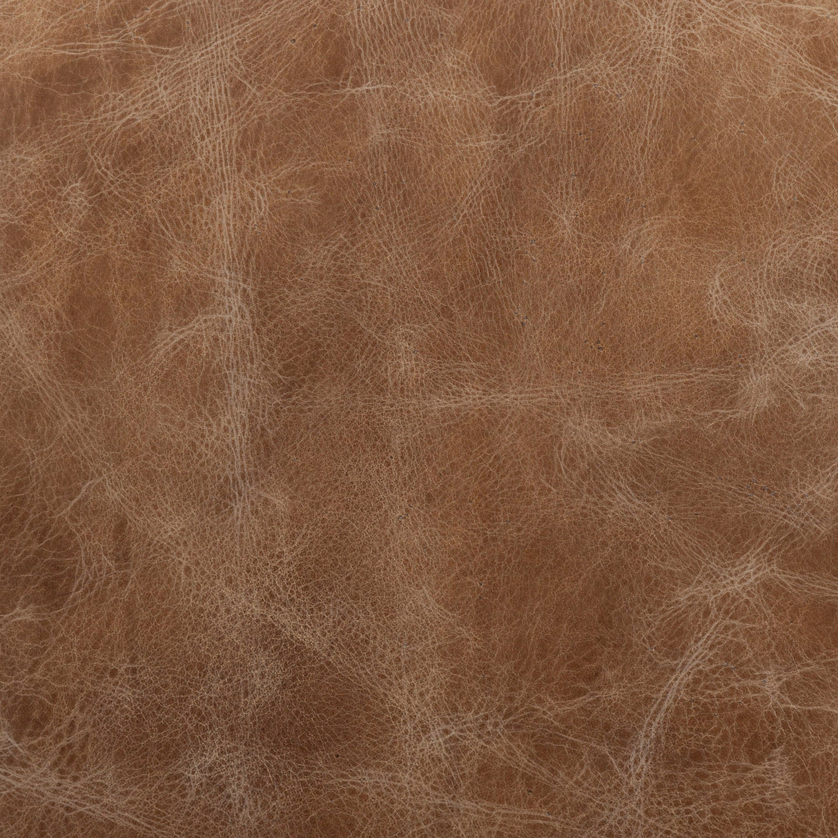 Cobain I 84 Inch Brown Leather Two Seater Sofa by Mercana at Eve Furniture