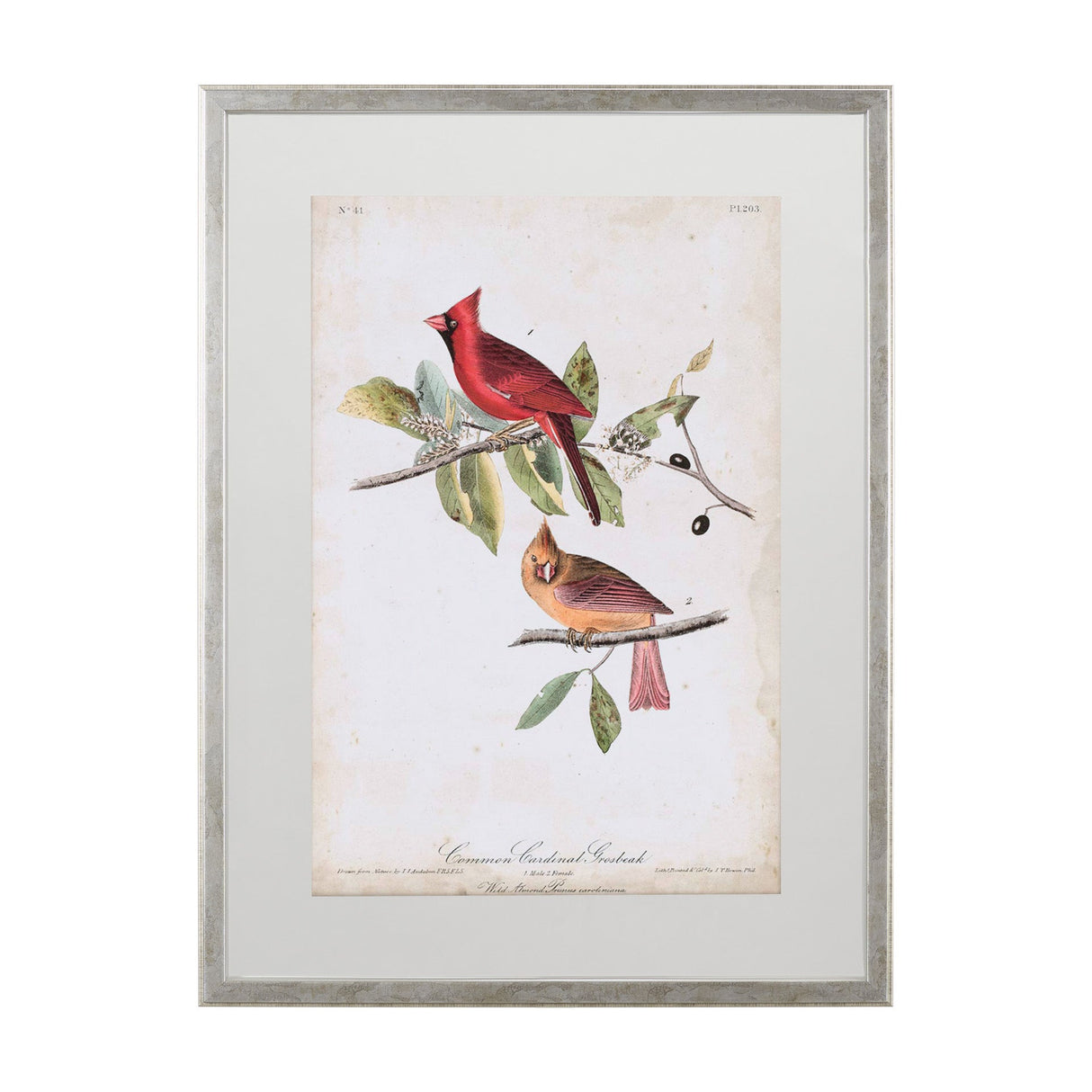 Common Cardinal Grosbeak by John James Audubon a Framed Art Print Matted under Glass by Mercana at Eve Furniture