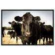 Cow Black Photography 48x72 by Classic Home at Eve Furniture