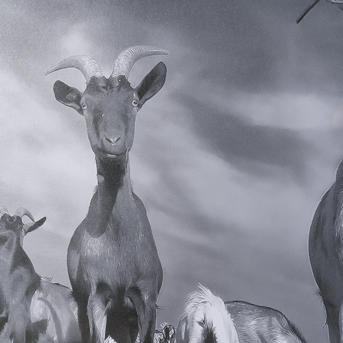 Curious Farm Goats by Novica Stankovic Hand-Embellished Textured Framed Artwork Matted under Glass by Mercana at Eve Furniture