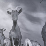Curious Farm Goats by Novica Stankovic Hand-Embellished Textured Framed Artwork Matted under Glass by Mercana at Eve Furniture