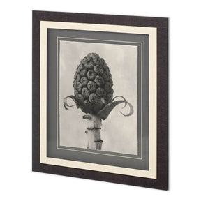 Custom Blossfeldt Botanical IV Karl Blossfeldt Hand Embellished Framed Art Print Matted under Glass by Mercana at Eve Furniture