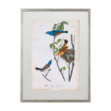 Custom Blue Song Grosbeak (MC) by Audubon a Framed Art Print Matted under Glass by Mercana at Eve Furniture