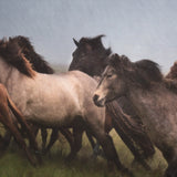 Custom Icelandic Horses XIII (MC) by PH Burchett Hand Embellished Framed Photo Art Print Matted unde by Mercana at Eve Furniture