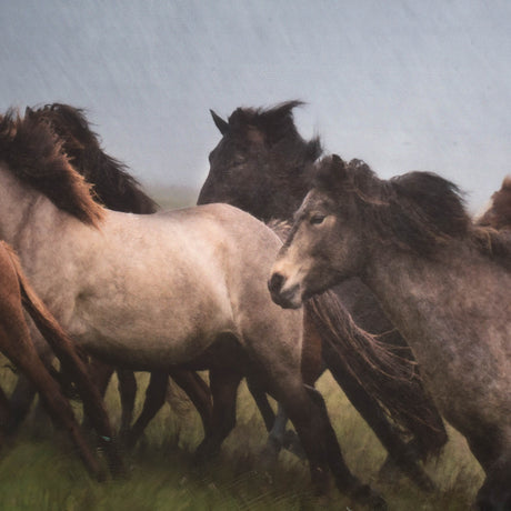 Custom Icelandic Horses XIII (MC) by PH Burchett Hand Embellished Framed Photo Art Print Matted unde by Mercana at Eve Furniture