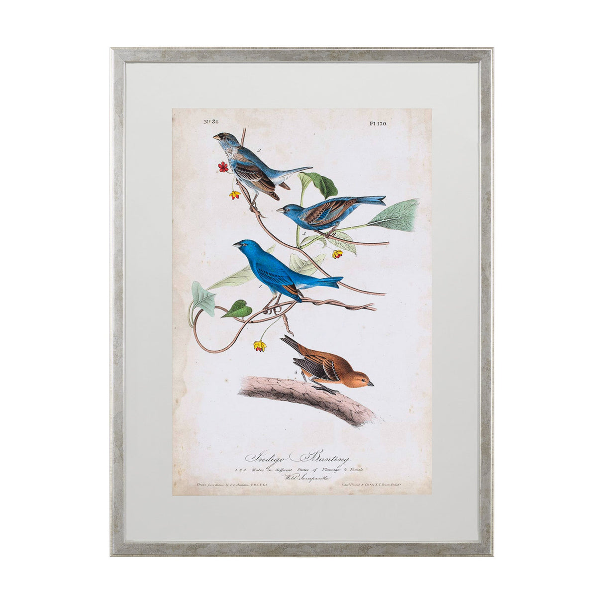 Custom Indigo Bunting (MC) by Audubon a Framed Art Print Matted under Glass by Mercana at Eve Furniture