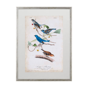 Custom Indigo Bunting (MC) by Audubon a Framed Art Print Matted under Glass by Mercana at Eve Furniture