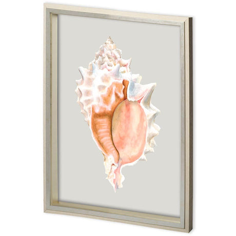 Custom Spider Conch by Maleki, Ferdos a Framed Art Print Matted under Glass by Mercana at Eve Furniture