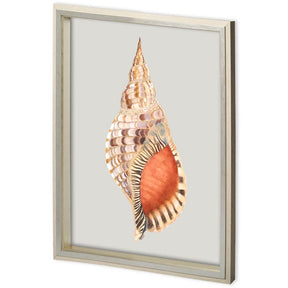 Custom Spider Conch by Maleki, Ferdos a Framed Art Print Matted under Glass by Mercana at Eve Furniture