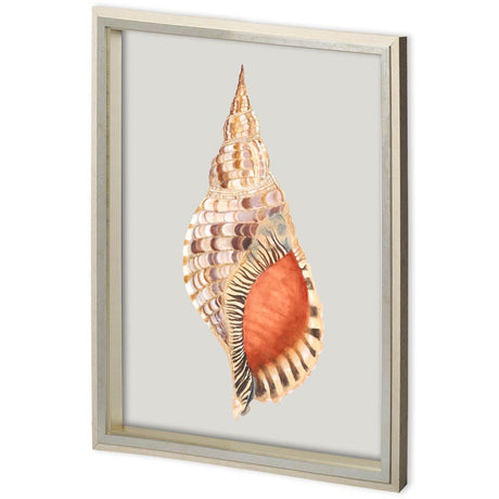 Custom Spider Conch by Maleki, Ferdos a Framed Art Print Matted under Glass by Mercana at Eve Furniture