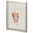 Custom Spider Conch by Maleki, Ferdos a Framed Art Print Matted under Glass by Mercana at Eve Furniture