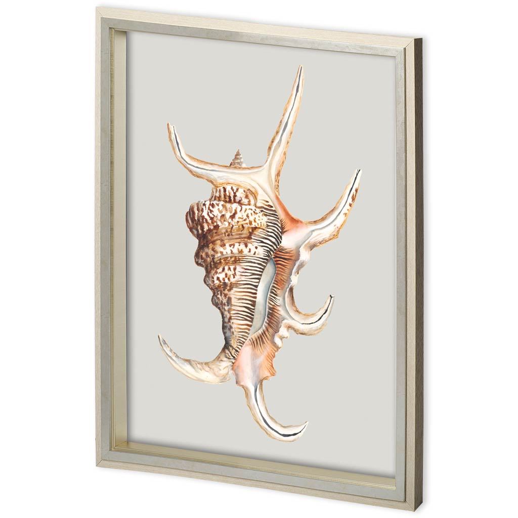 Custom Spider Conch by Maleki, Ferdos a Framed Art Print Matted under Glass by Mercana at Eve Furniture