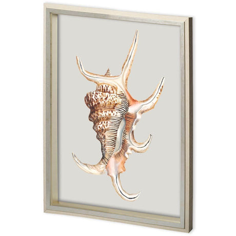 Custom Spider Conch by Maleki, Ferdos a Framed Art Print Matted under Glass by Mercana at Eve Furniture