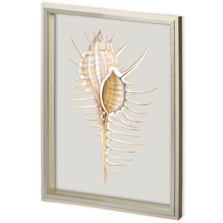 Custom Spiny Murex by Maleki, Ferdos a Framed Art Print Matted under Glass by Mercana at Eve Furniture
