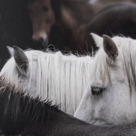 Custom White Horses (MC) by PH Burchett a Hand Embelished Textured Framed Photo Art Decograph by Mercana at Eve Furniture