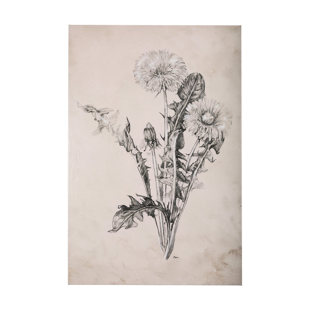 Dandelion Drawing II by Mercana Studio a Hand Embellished Textured Canvas by Mercana at Eve Furniture
