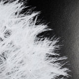 Dandelion on Black I by Aledanda a Framed Photo Art Print Matted under Glass by Mercana at Eve Furniture