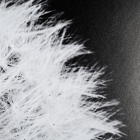 Dandelion on Black I by Aledanda a Framed Photo Art Print Matted under Glass by Mercana at Eve Furniture