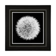 Dandelion on Black I by Aledanda a Framed Photo Art Print Matted under Glass by Mercana at Eve Furniture