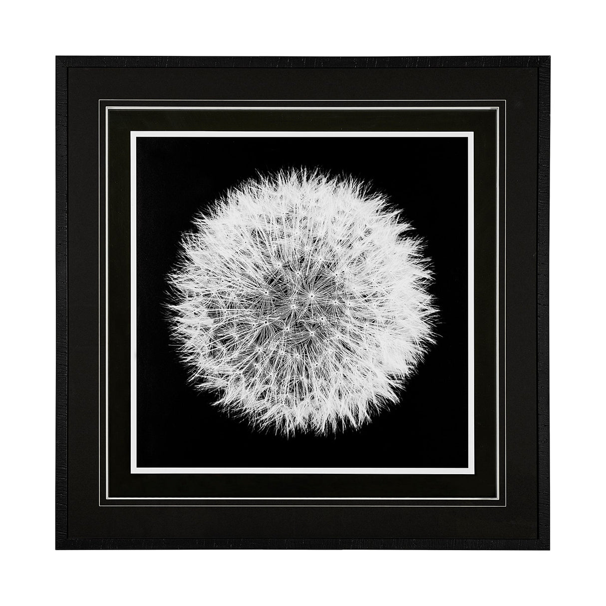 Dandelion on Black I by Aledanda a Framed Photo Art Print Matted under Glass by Mercana at Eve Furniture