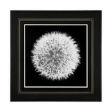 Dandelion on Black I by Aledanda a Framed Photo Art Print Matted under Glass by Mercana at Eve Furniture