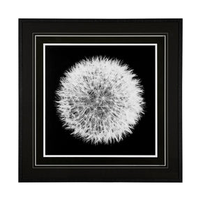 Dandelion on Black I by Aledanda a Framed Photo Art Print Matted under Glass by Mercana at Eve Furniture