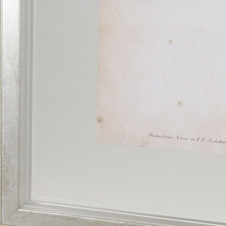 Delicate Bird and Botanical IV by John James Audubon a Framed Art Print Matted under Glass by Mercana at Eve Furniture