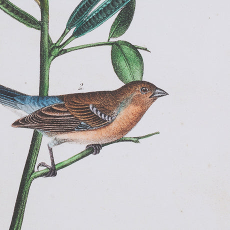 Delicate Bird and Botanical IV by John James Audubon a Framed Art Print Matted under Glass by Mercana at Eve Furniture