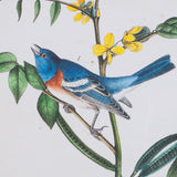 Delicate Bird and Botanical IV by John James Audubon a Framed Art Print Matted under Glass by Mercana at Eve Furniture