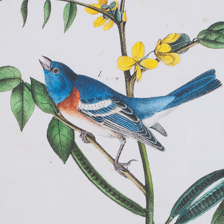 Delicate Bird and Botanical IV by John James Audubon a Framed Art Print Matted under Glass by Mercana at Eve Furniture