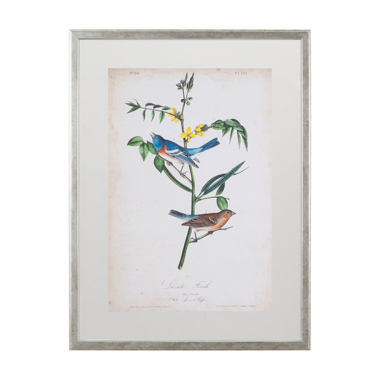 Delicate Bird and Botanical IV by John James Audubon a Framed Art Print Matted under Glass by Mercana at Eve Furniture
