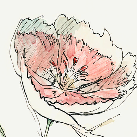 Dianthus II by Panpan Zhang a Framed Art Print Matted under Glass by Mercana at Eve Furniture