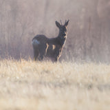 Distant Duo by Andreas Stridsberg Framed Photo Print Matted under Glass by Mercana at Eve Furniture