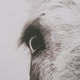 Downward Facing Donkey Sepia by Nathan Larson Textured Framed Canvas Photo Print by Mercana at Eve Furniture