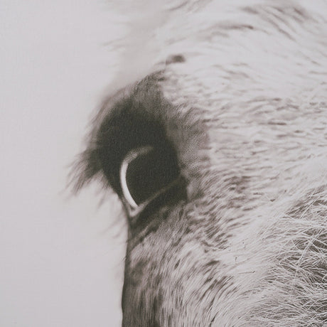 Downward Facing Donkey Sepia by Nathan Larson Textured Framed Canvas Photo Print by Mercana at Eve Furniture