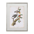 Downy Woodpecker by John James Audubon a Framed Art Print Matted under Glass by Mercana at Eve Furniture