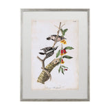 Downy Woodpecker by John James Audubon a Framed Art Print Matted under Glass by Mercana at Eve Furniture