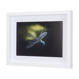 Dragon Fly by Mercana Studio a Framed Photo Art Print Matted under Glass by Mercana at Eve Furniture
