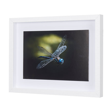 Dragon Fly by Mercana Studio a Framed Photo Art Print Matted under Glass by Mercana at Eve Furniture