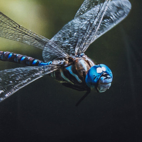 Dragon Fly by Mercana Studio a Framed Photo Art Print Matted under Glass by Mercana at Eve Furniture