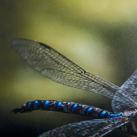 Dragon Fly by Mercana Studio a Framed Photo Art Print Matted under Glass by Mercana at Eve Furniture