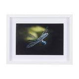 Dragon Fly by Mercana Studio a Framed Photo Art Print Matted under Glass by Mercana at Eve Furniture