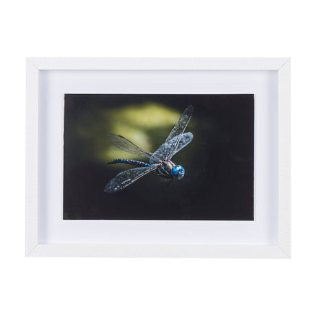 Dragon Fly by Mercana Studio a Framed Photo Art Print Matted under Glass by Mercana at Eve Furniture