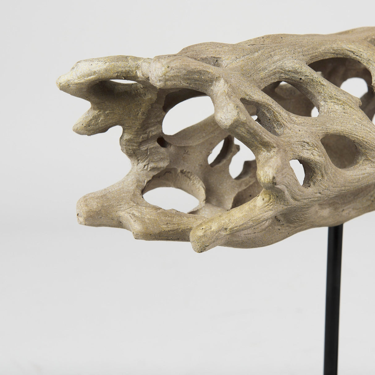 Dwell Cholla Wood Resin Decorative Object by Mercana at Eve Furniture