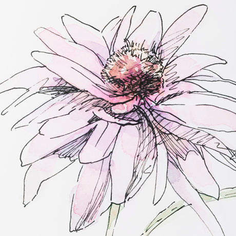 Echinacea I by Panpan Zhang a Framed Art Print Matted under Glass by Mercana at Eve Furniture